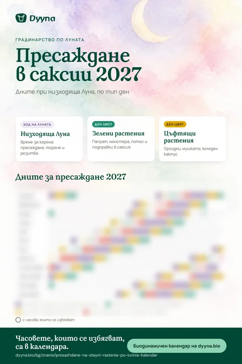 Инфографика „Пресаждане в саксии 2027“: подходящите дни месец по месец