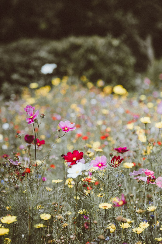 So passt du deinen Garten dem Klimawandel an