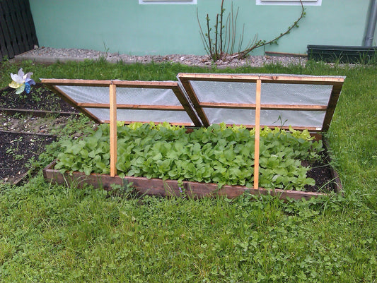 10kg mehr Ertrag durch klimafreundliches Gemüse-Gärtnern