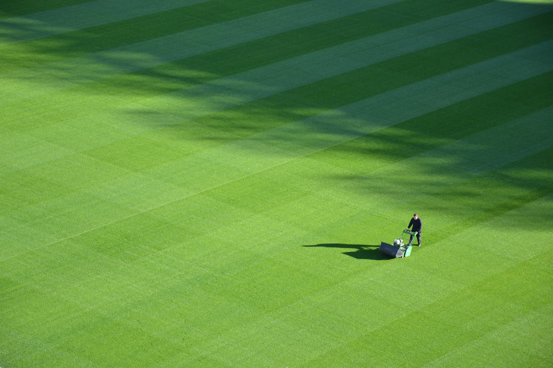 Warum du deinen Rasen im Mai nicht mähen solltest – No Mow May